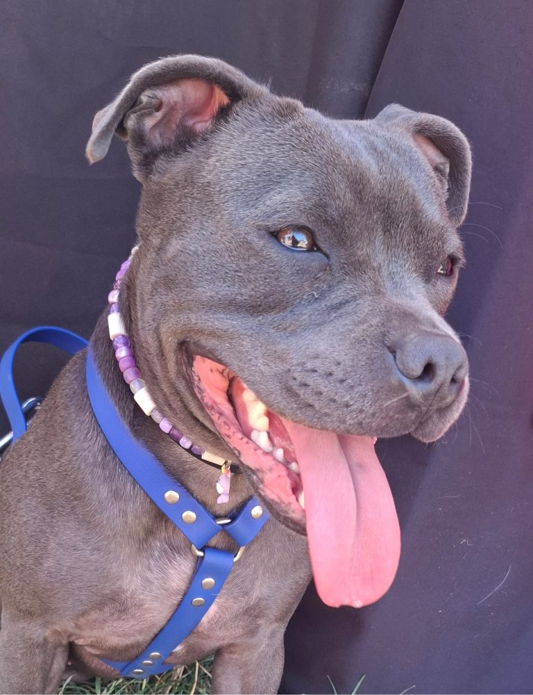 Chien avec collier PEPS