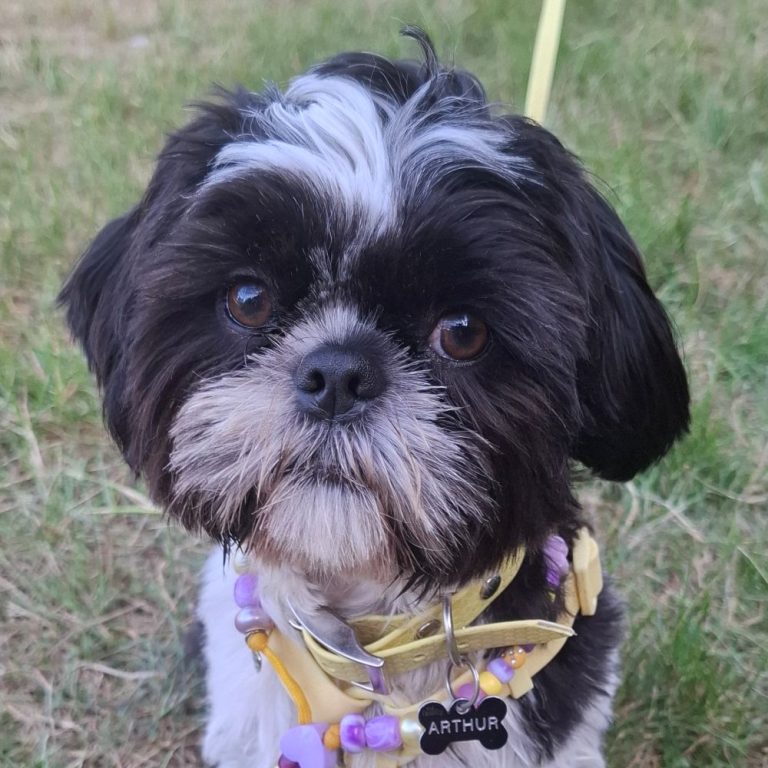 Chien avec collier PEPS