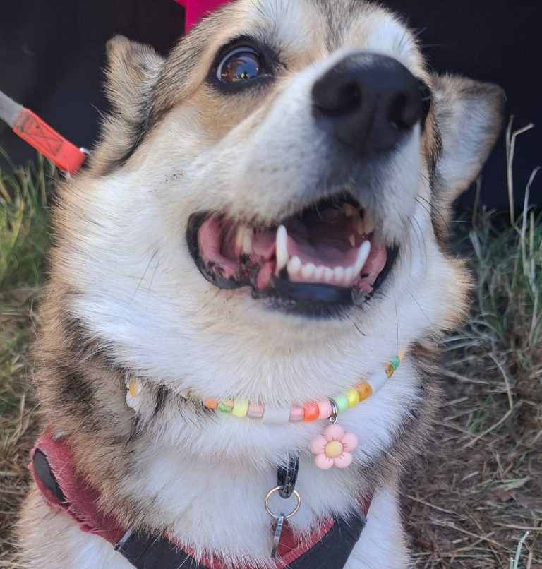 Chien avec collier PEPS
