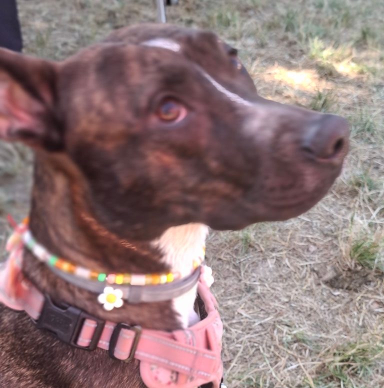 Chien avec collier PEPS