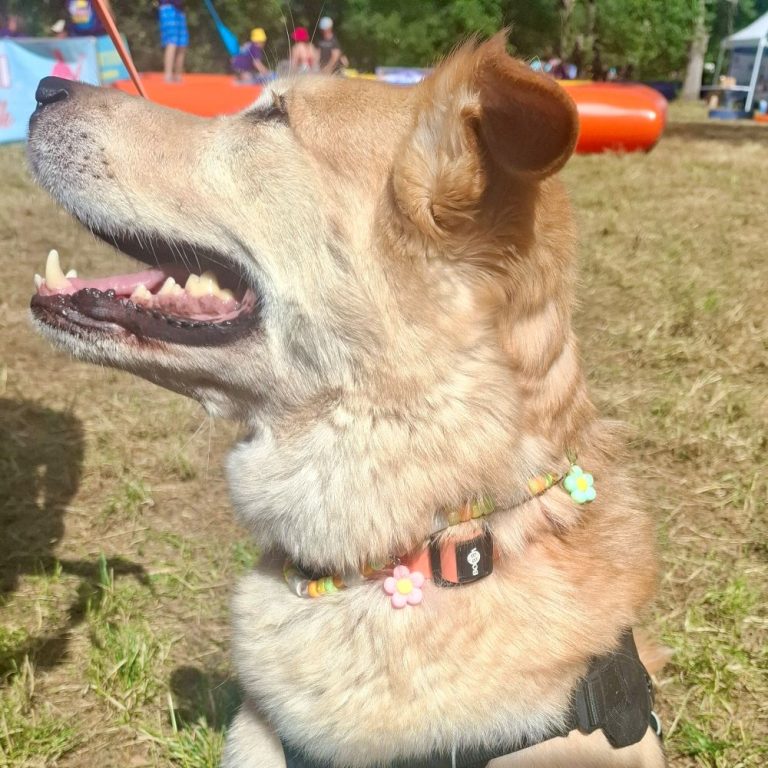 Chien avec collier PEPS