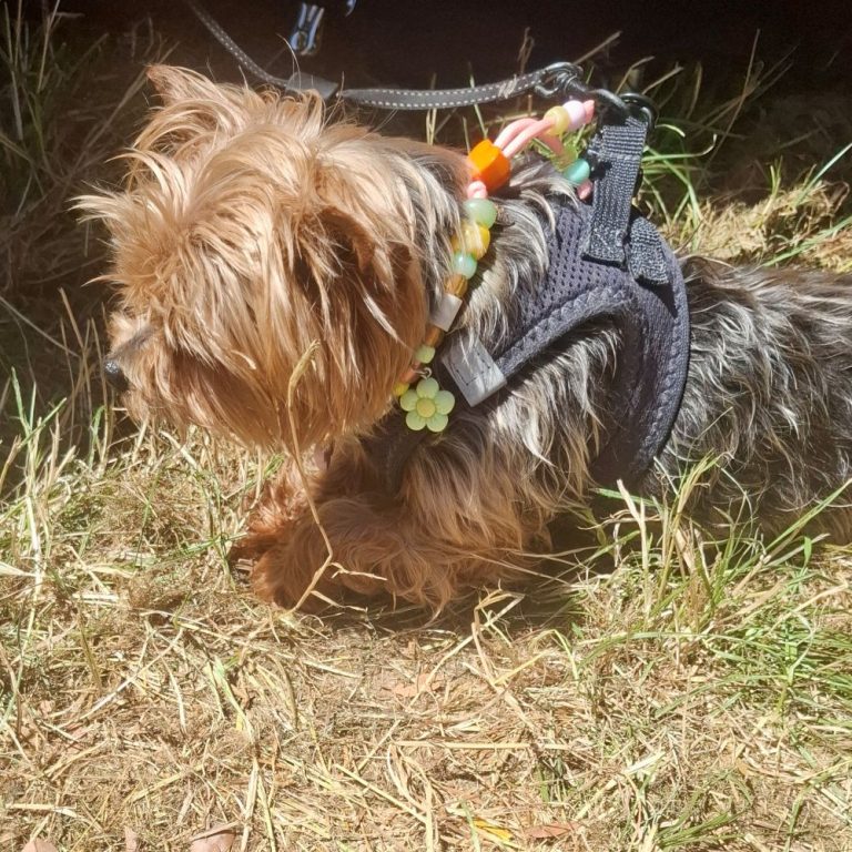 Chien avec collier PEPS