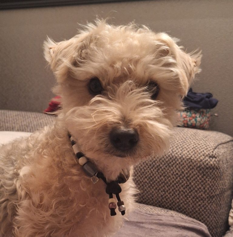 Chien avec collier PEPS