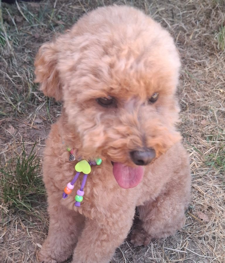 Chien avec collier PEPS