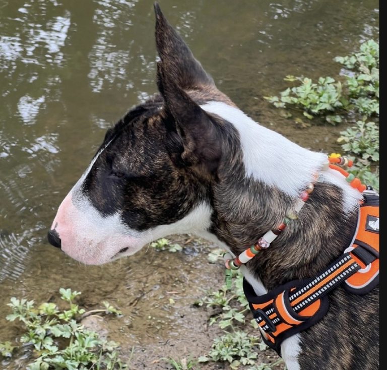 Chien avec collier PEPS