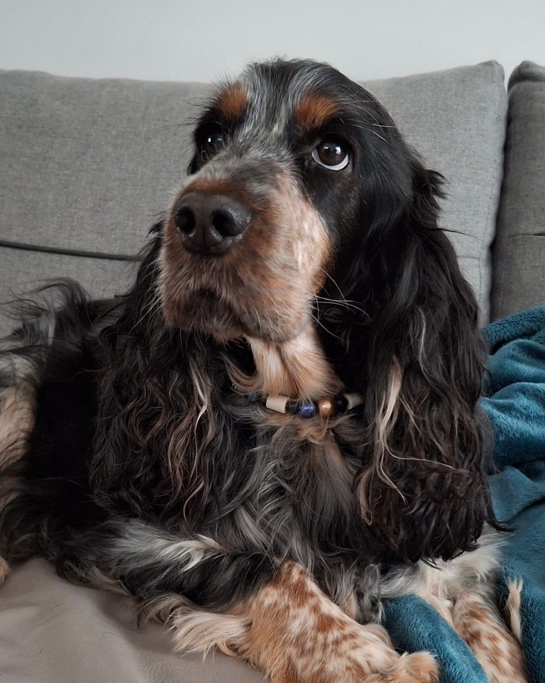 Chien avec collier PEPS