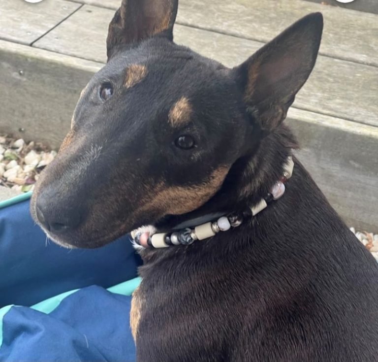 Chien avec collier PEPS