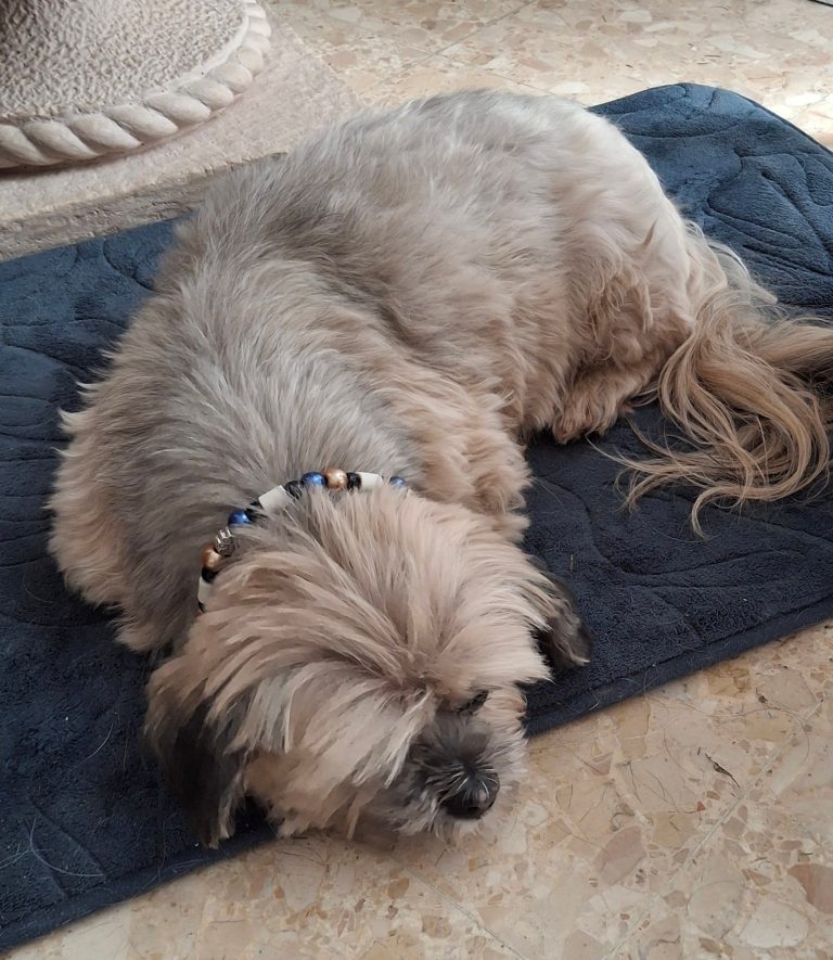Chien avec collier PEPS