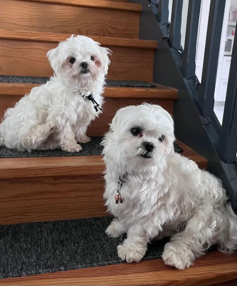 Chien avec collier PEPS