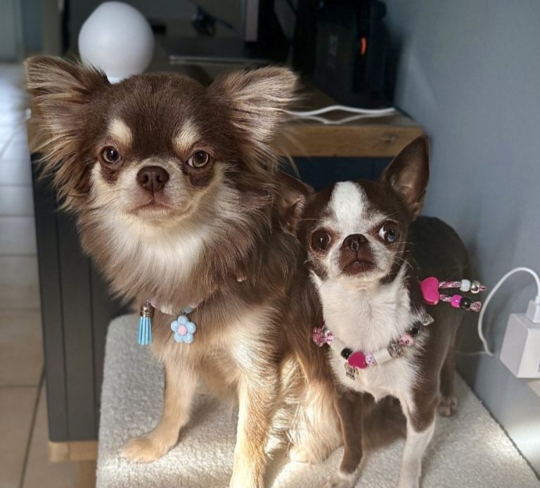 Chien avec collier PEPS