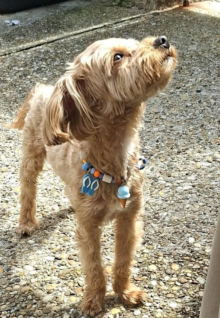 Chien avec collier PEPS