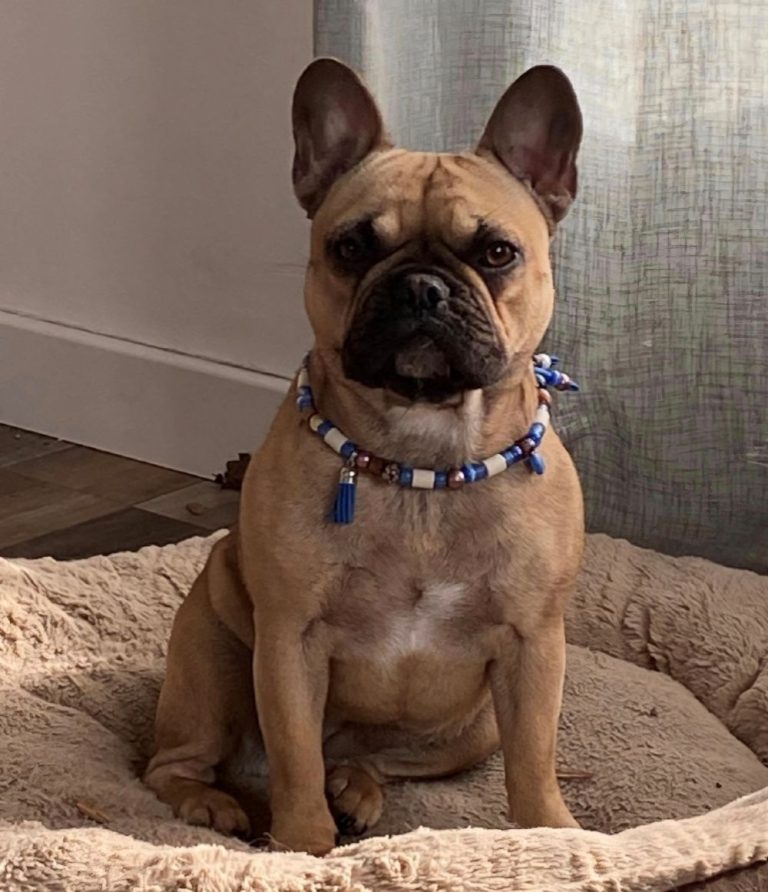 Chien avec collier PEPS