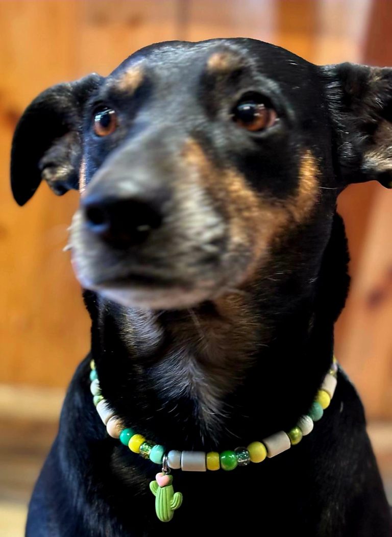 Chien avec collier PEPS