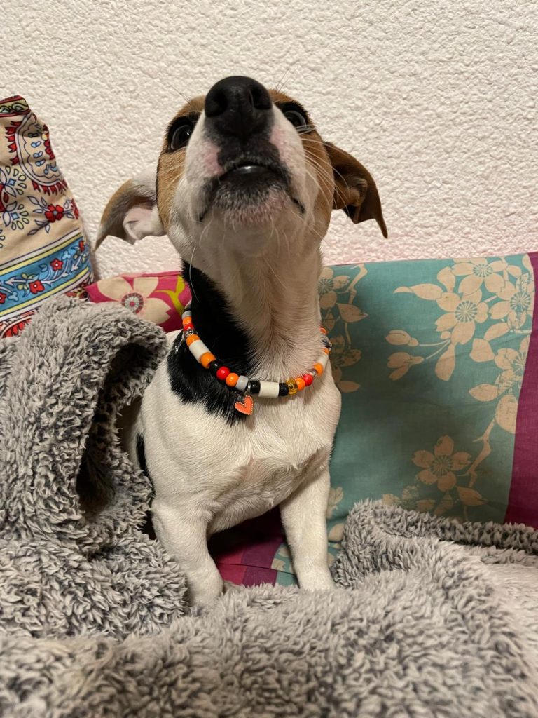 Chien avec collier PEPS