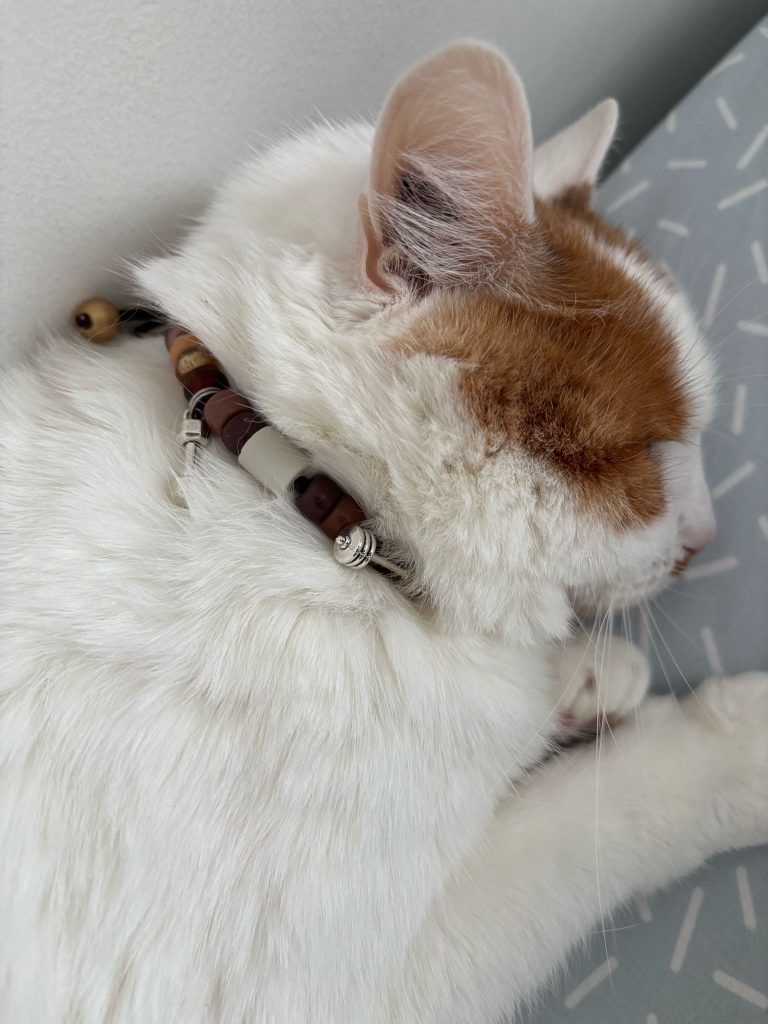 Chien avec collier PEPS