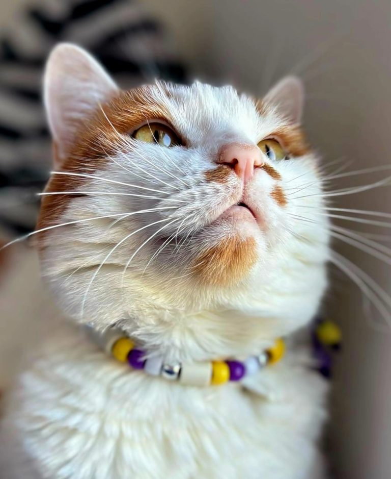 Chien avec collier PEPS