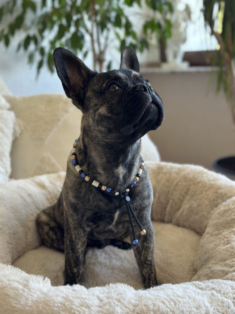 Chien avec collier PEPS