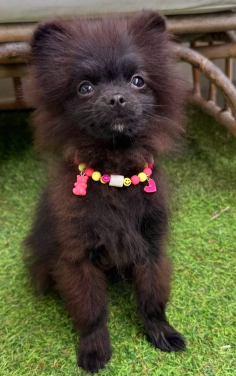 Chien avec collier PEPS