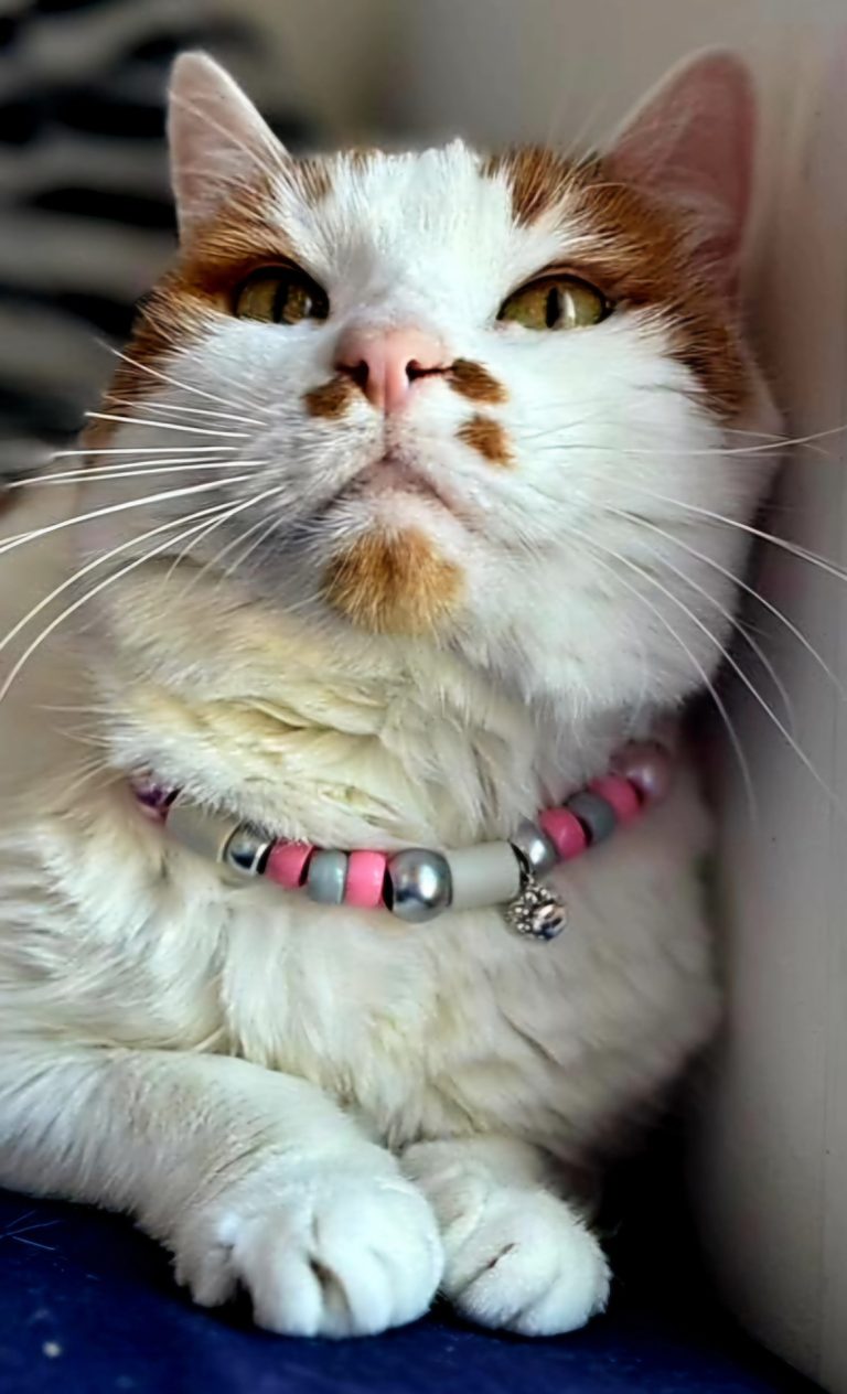 Chien avec collier PEPS