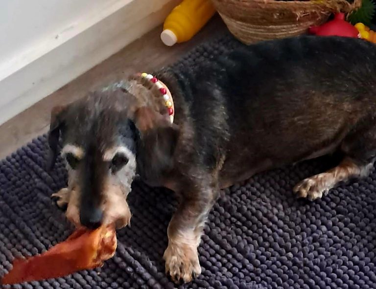 Chien avec collier PEPS