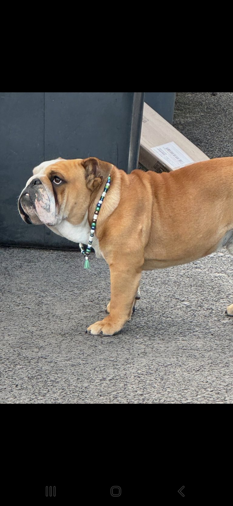 Chien avec collier PEPS