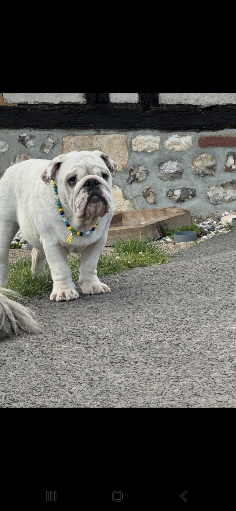 Chien avec collier PEPS