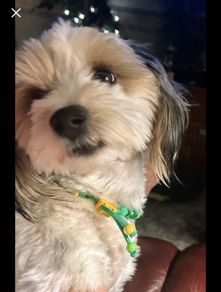 Chien avec collier PEPS