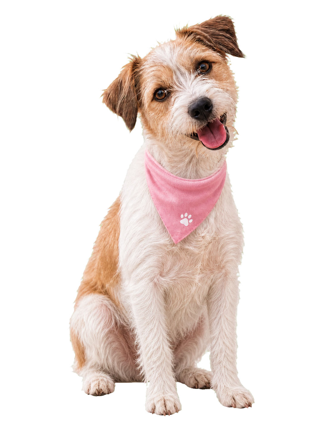 Chien du refuge I Love My Dog