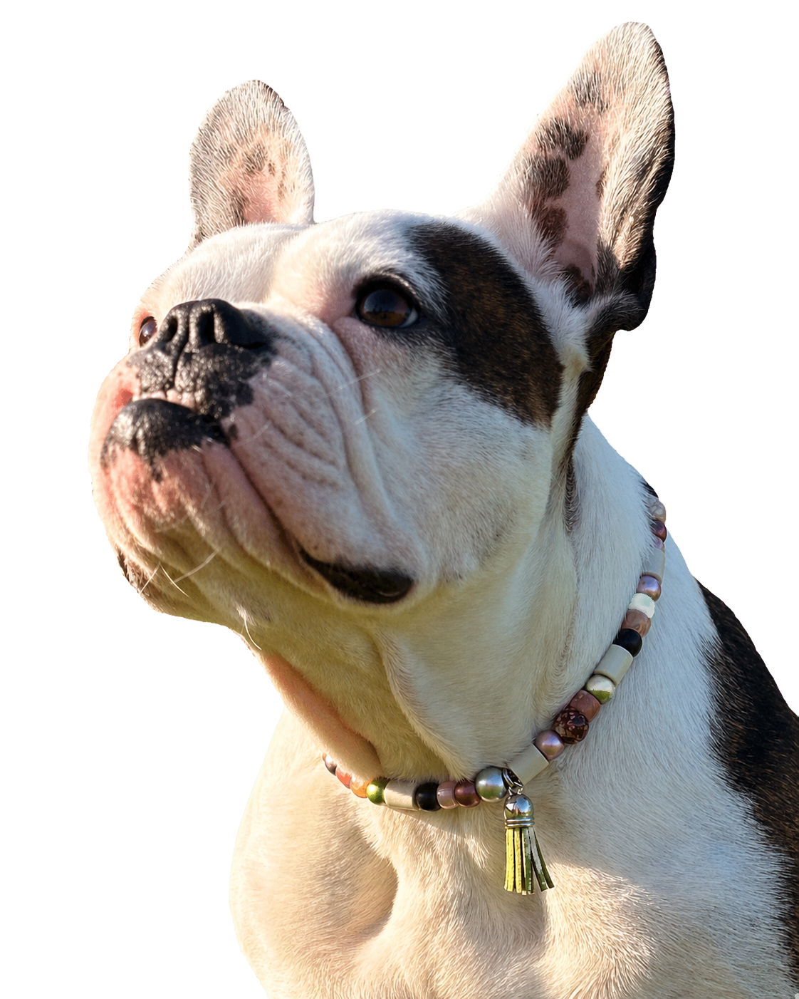 Bouledogue français portant un collier PEPS