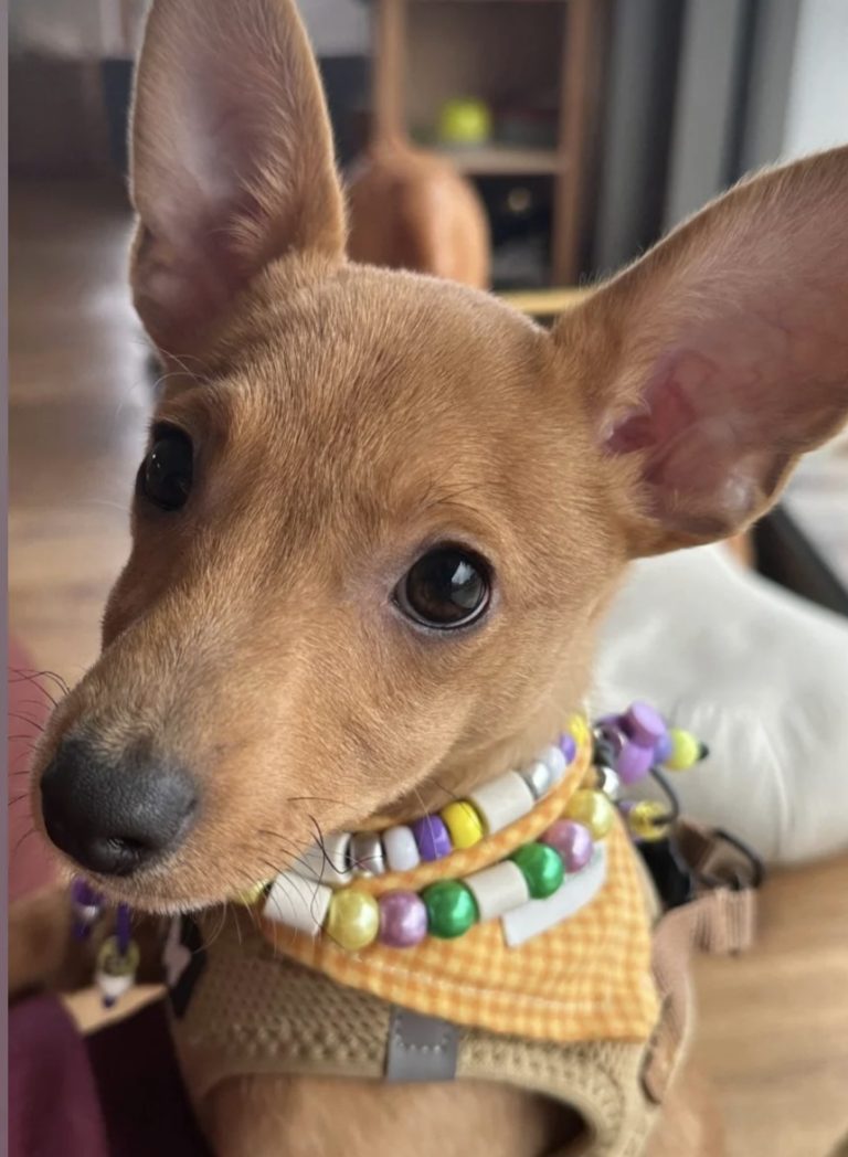 Chien avec collier PEPS