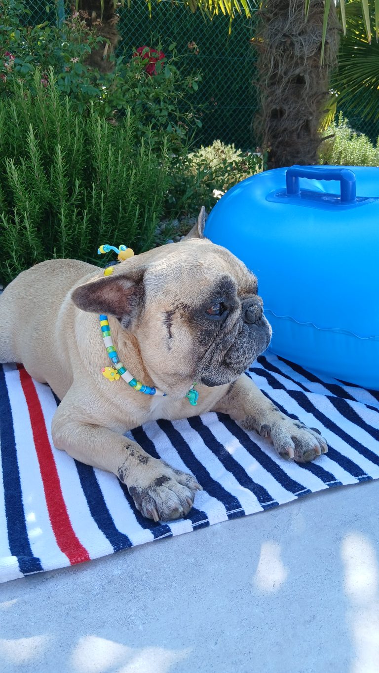 Chien avec collier PEPS