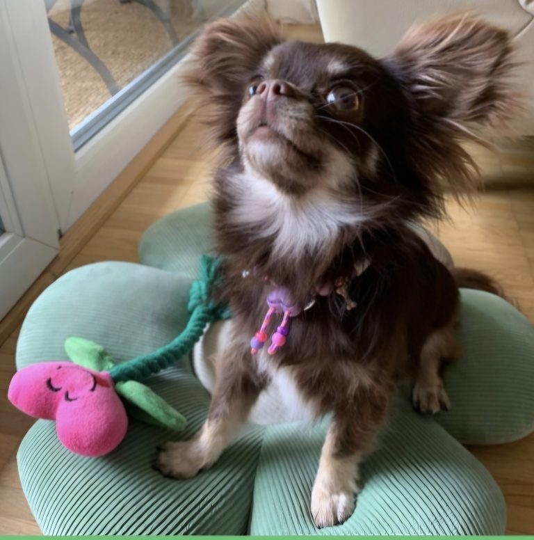 Chien avec collier PEPS