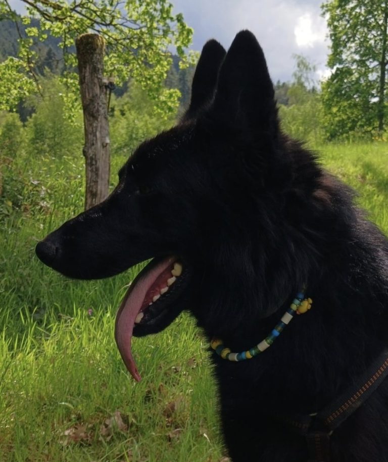 Chien avec collier PEPS
