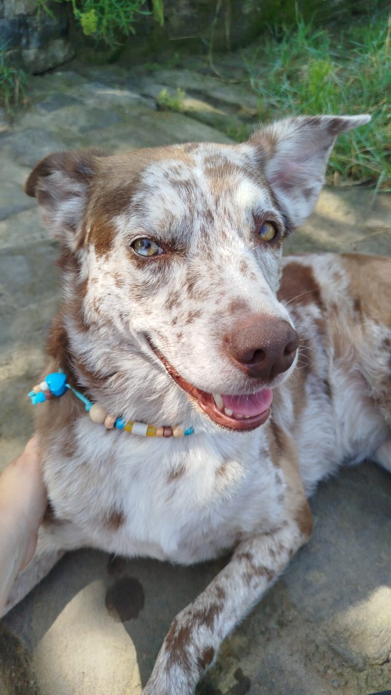 Chien avec collier PEPS